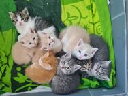 BKH Kitten Golden Reinrassig (und andere Farben) - Hagen (Stadt der FernUniversität)