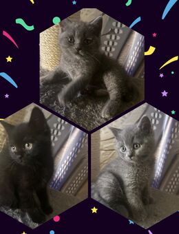 Bkh kitten - Köln
