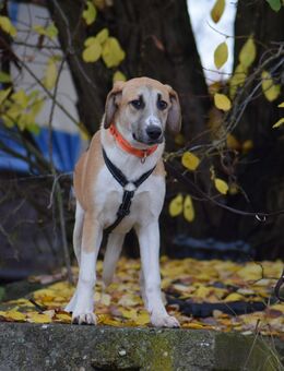 Mischlingsrüde Don 7 Monate alt - Angern