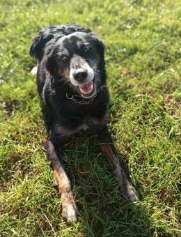 Rey 💙💙💙 Altersruhesitz gesucht - Herxheim (Landau)