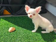Verkaufe: Ein verschmusten Langhaar Chihuahua Rüde ist noch zu haben. Er hat schöne Bernstein Augen. - Berlin