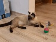 Siam & Britisch Kitten - Erbach (Hessen)