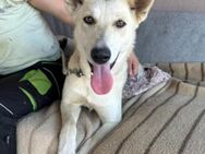 Vera 💗 menschenbezogene Husky-Dame - Hamburg