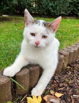 Katze weiß 20wochen abzugeben - Peitz