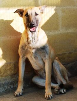 Vela träumt nun von einem Zuhause - Laatzen