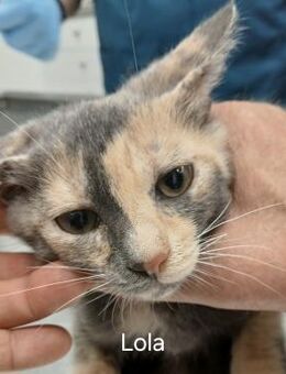 Zarte Lola sucht Familie - Bergkirchen