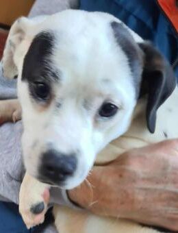 Touluse 10 Monate - Meuselwitz