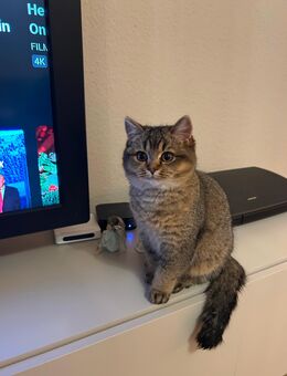 Bkh kitten Vier Monate alt - Neuss