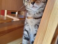 Süße Mädels suchen ihr Traumzuhause - Teuchern Deuben