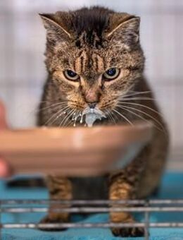 Libby - Fundkatze mit Herz - Weeze