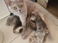 5 Reinrassige BKh kitten 4 Katzen & 1 Kater - Magdala