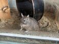 Degus 2 Stück in 44534