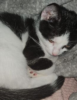 Süßen Kitten - Witten