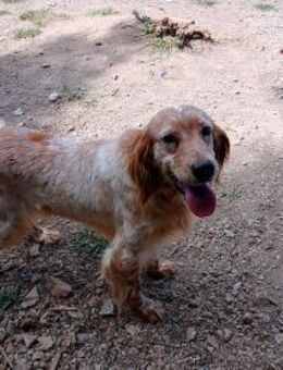 Lisa sucht ein Zuhause - Arnsberg
