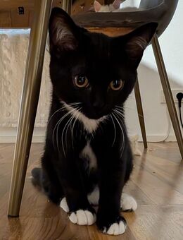 BKH/Ragdoll Kitten - Gummersbach Zentrum