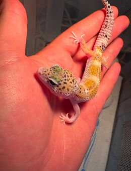Leopardengecko Babys zu verkaufen - Nürnberg