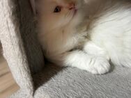 Perserkatzen - Herzogenrath