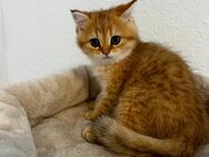 BKH Kitten mit Stammbaum - Papenburg
