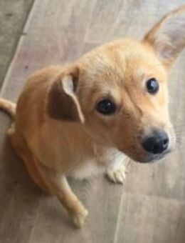 CALIN - sucht Gnadenbrotplatz - Weilheim (Oberbayern)