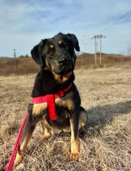 Die sanfte große Selene - Rambin