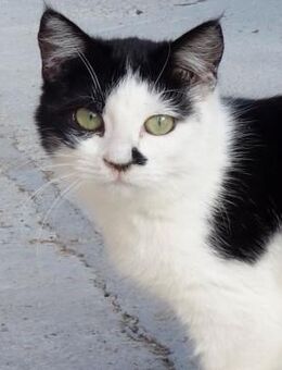 Entspannte Viona sucht ruhiges Zuhause - Bergkirchen