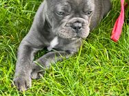 Französische Bulldogge Hündin *Blue* - Espelkamp