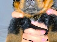Rottweiler Welpe Rüde Grün mit ICR-Papieren - Kelheim