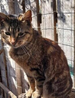 Kuscheliges Tigermädchen Luna - Rambin