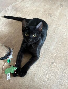 Bengale Devon Rex Kater - Doberschau-Gaußig