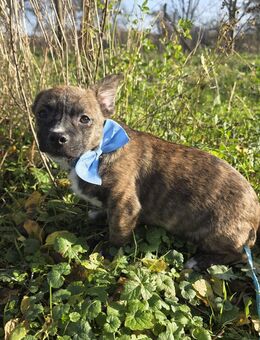 Unser Mischlingswelpe Rüde Flip ca, 4, Monate alt und ca 25 cm groß - Magdeburg Zentrum