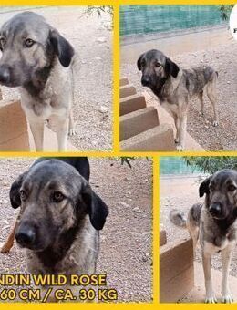 ruhige große Wild Rose sucht ein Zuhause - Margetshöchheim