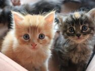 Maine coon mix Kitten - Hückeswagen (Schloss-Stadt)