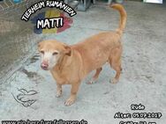 MATTI-möchte endlich wieder dazu gehören - Waakirchen