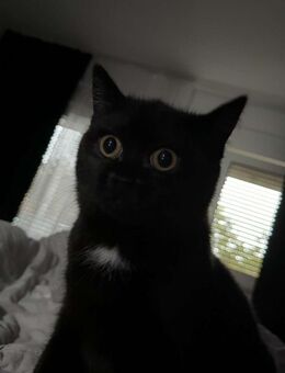 BKH Mix Katze - Marktheidenfeld Zentrum