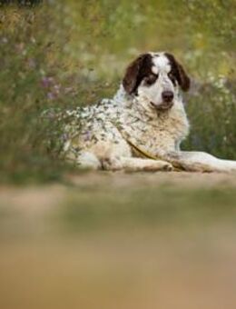 Dingo wünscht sich neues Zuhause - Neuss