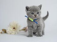 BKH Kitten - Langerwehe