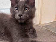 Maine Coon Kitten Kater mit Stammbaum darf ausziehen - Gladbeck