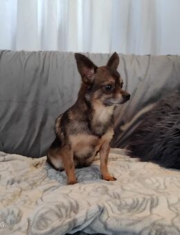 Kleiner Chihuahua Junge - Schraplau