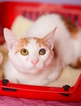 Tristan aus dem Tierschutz - Grevenbroich