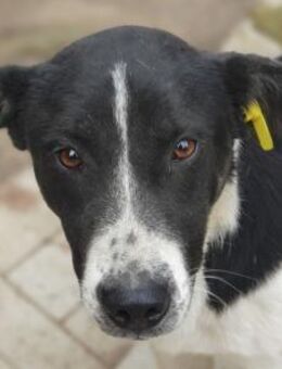 RINGO-hübscher, ruhiger Rüde, 38 cm - Rösrath