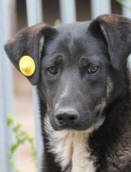 Filly - hübsche Hündin - Lohra