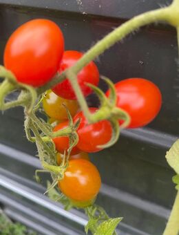 Datteltomate - Stuttgart