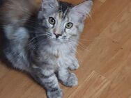 Maine coon babys xxl - Gerolstein