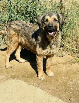 AMARACHi❤️ in schlimmem Zustand gerettet - Mylau