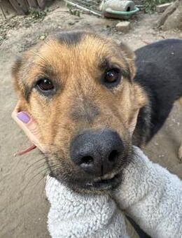 Berci - liebevoller anhänglicher Bursche - Köln