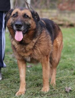 Einzelprinzessin Edna 💗 sucht Zuhause - Hamburg