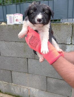 Wendy und ihre Geschwister - Steinhagen (Nordrhein-Westfalen)