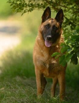 DORA - ich wünsche mir etwas Glück - Overath