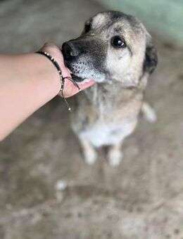Pauli, freundlich und lieb - Bonndorf (Schwarzwald)