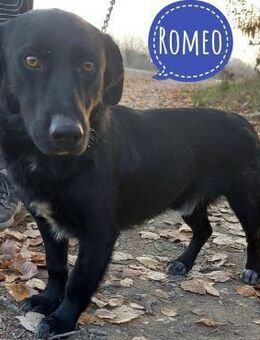 Romeo ein Schatz - Mannheim